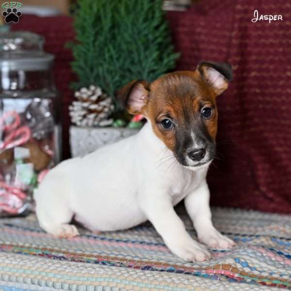 Jasper, Jack Russell Terrier Puppy