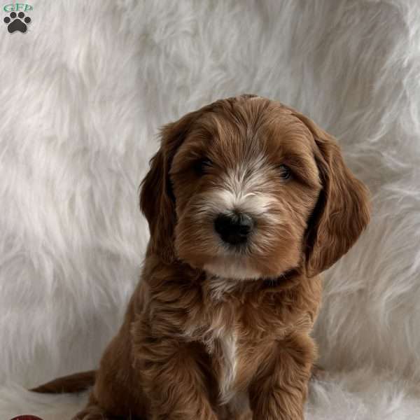 Rudy, Mini Whoodle Puppy