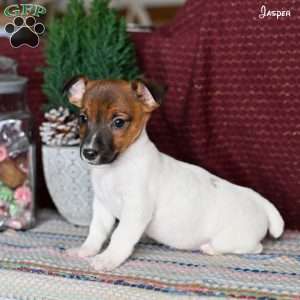 Jasper, Jack Russell Terrier Puppy