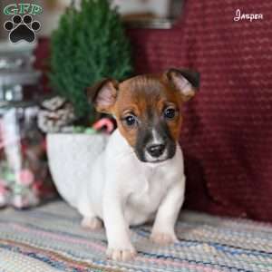 Jasper, Jack Russell Terrier Puppy