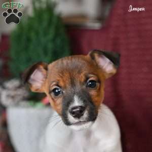 Jasper, Jack Russell Terrier Puppy