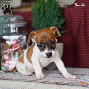Jasmine, Jack Russell Terrier Puppy