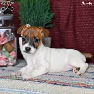 Jasmine, Jack Russell Terrier Puppy