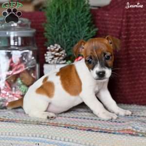 Jasmine, Jack Russell Terrier Puppy