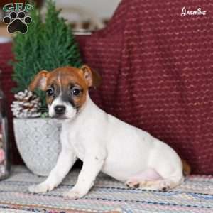 Jasmine, Jack Russell Terrier Puppy