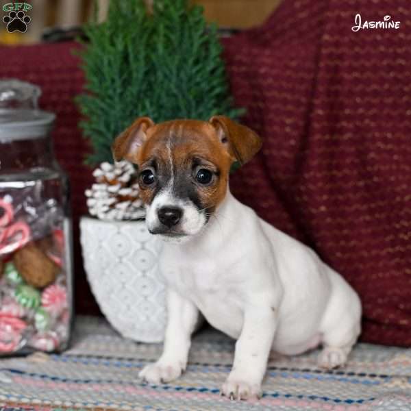 Jasmine, Jack Russell Terrier Puppy
