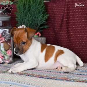 Jacinda, Jack Russell Terrier Puppy