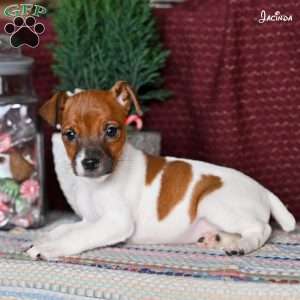 Jacinda, Jack Russell Terrier Puppy