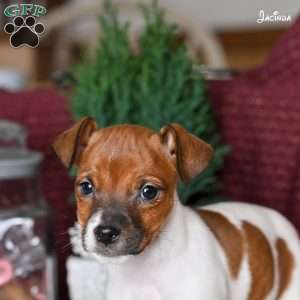 Jacinda, Jack Russell Terrier Puppy