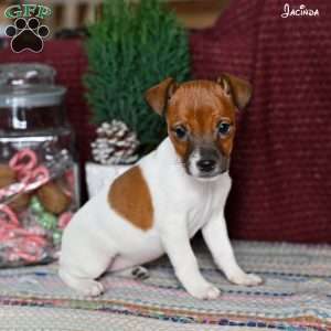 Jacinda, Jack Russell Terrier Puppy
