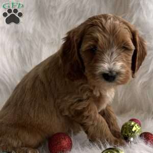 Rudy, Mini Whoodle Puppy