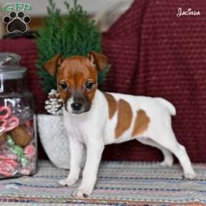 Jacinda, Jack Russell Terrier Puppy