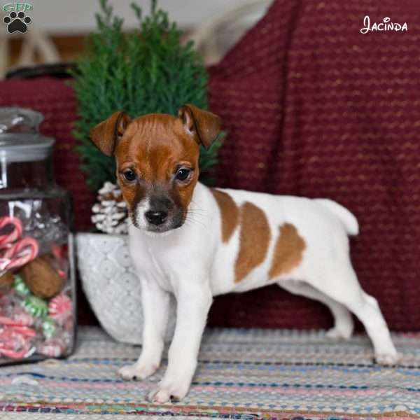 Jacinda, Jack Russell Terrier Puppy