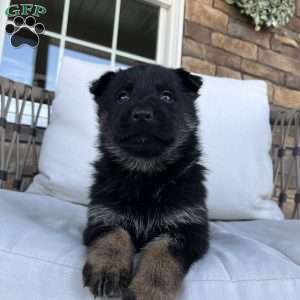 Bentley, German Shepherd Puppy