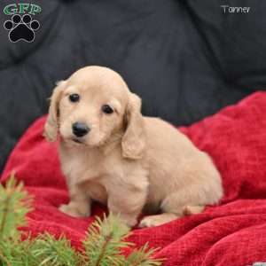 Tanner, Dachshund Puppy