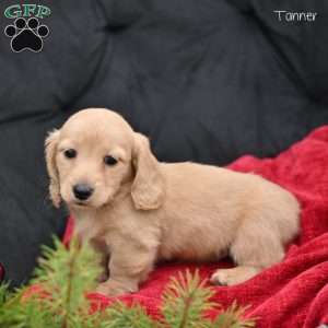 Tanner, Dachshund Puppy