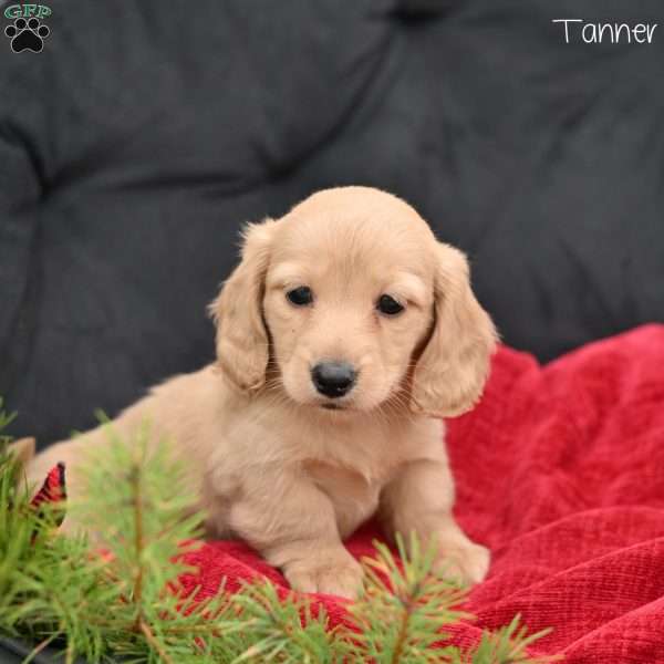 Tanner, Dachshund Puppy