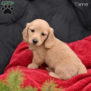 Tanner, Dachshund Puppy