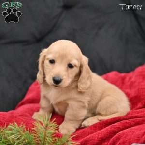 Tanner, Dachshund Puppy