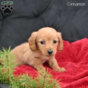 Cinnamon, Dachshund Puppy