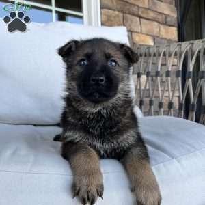 Bane, German Shepherd Puppy