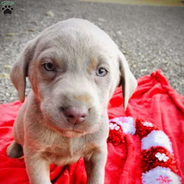 Blitzen, Silver Labrador Retriever Puppy
