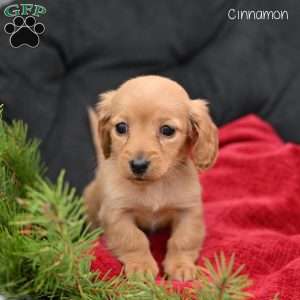 Cinnamon, Dachshund Puppy
