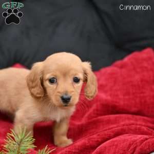 Cinnamon, Dachshund Puppy