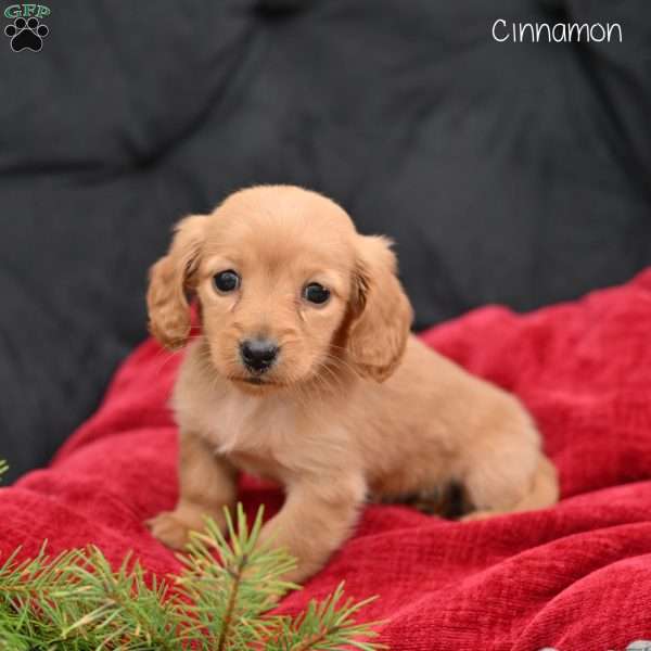 Cinnamon, Dachshund Puppy