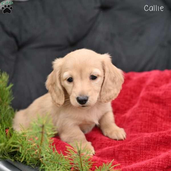 Callie, Dachshund Puppy