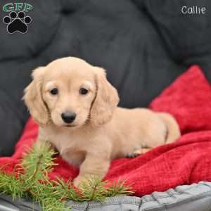 Callie, Dachshund Puppy