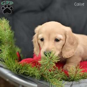 Callie, Dachshund Puppy