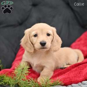 Callie, Dachshund Puppy