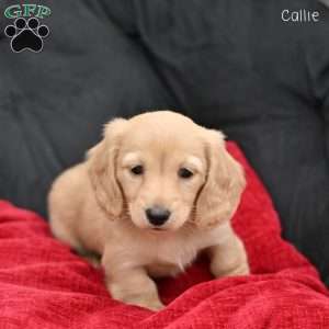 Callie, Dachshund Puppy
