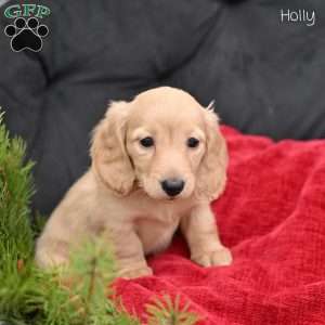 Holly, Dachshund Puppy