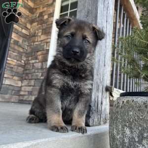 Bane, German Shepherd Puppy