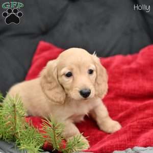 Holly, Dachshund Puppy