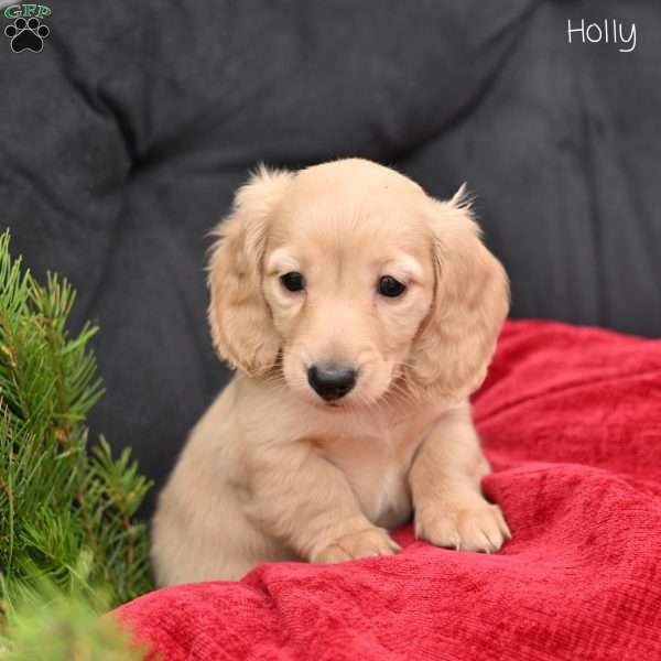 Holly, Dachshund Puppy