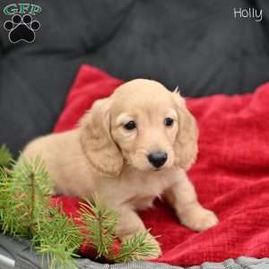 Holly, Dachshund Puppy