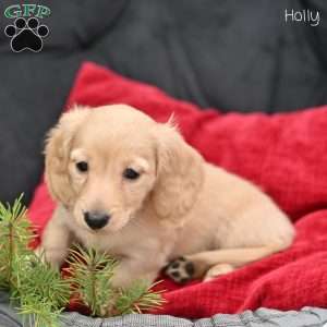 Holly, Dachshund Puppy