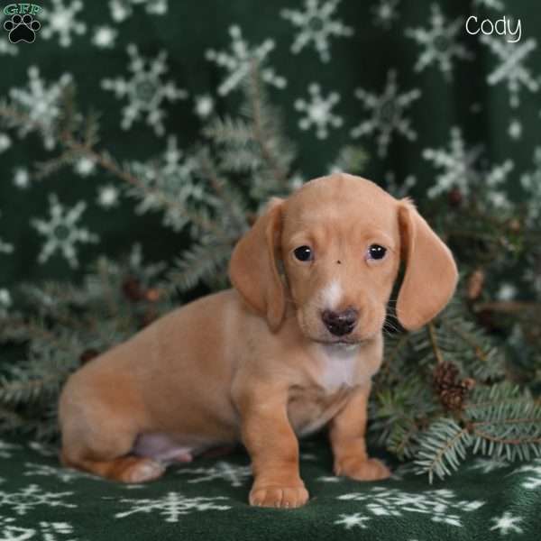 Cody, Dachshund Puppy