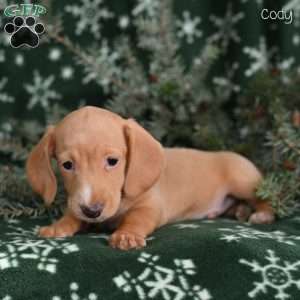 Cody, Dachshund Puppy
