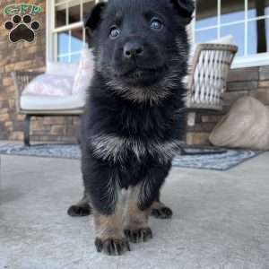 Bentley, German Shepherd Puppy