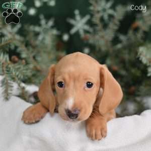 Cody, Dachshund Puppy