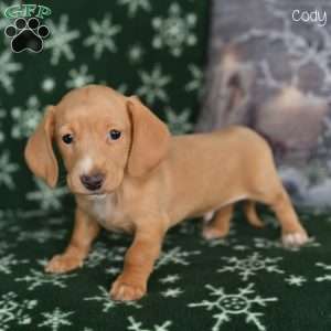 Cody, Dachshund Puppy