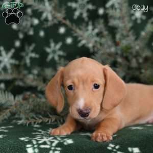 Cody, Dachshund Puppy