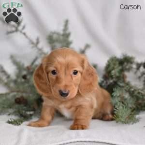 Carson, Dachshund Puppy