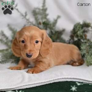 Carson, Dachshund Puppy