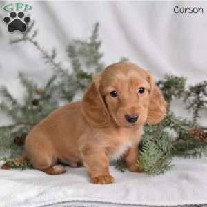 Carson, Dachshund Puppy