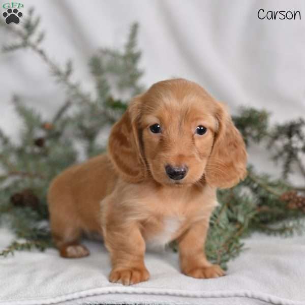 Carson, Dachshund Puppy